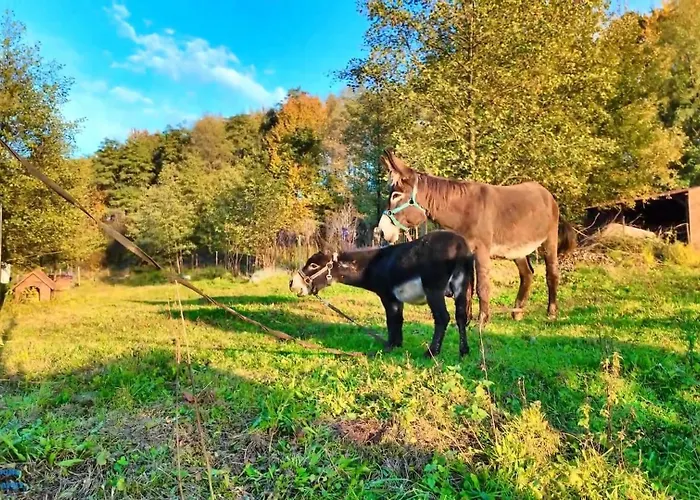 Agro Dolina Jamcito Casa vacanze *